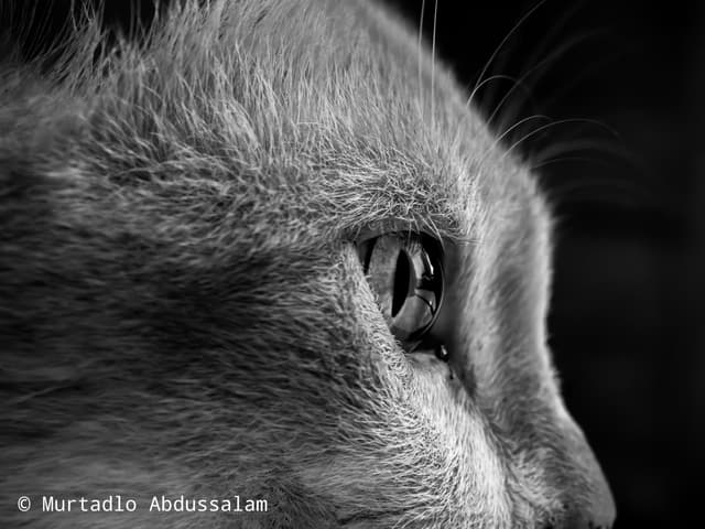The Eye