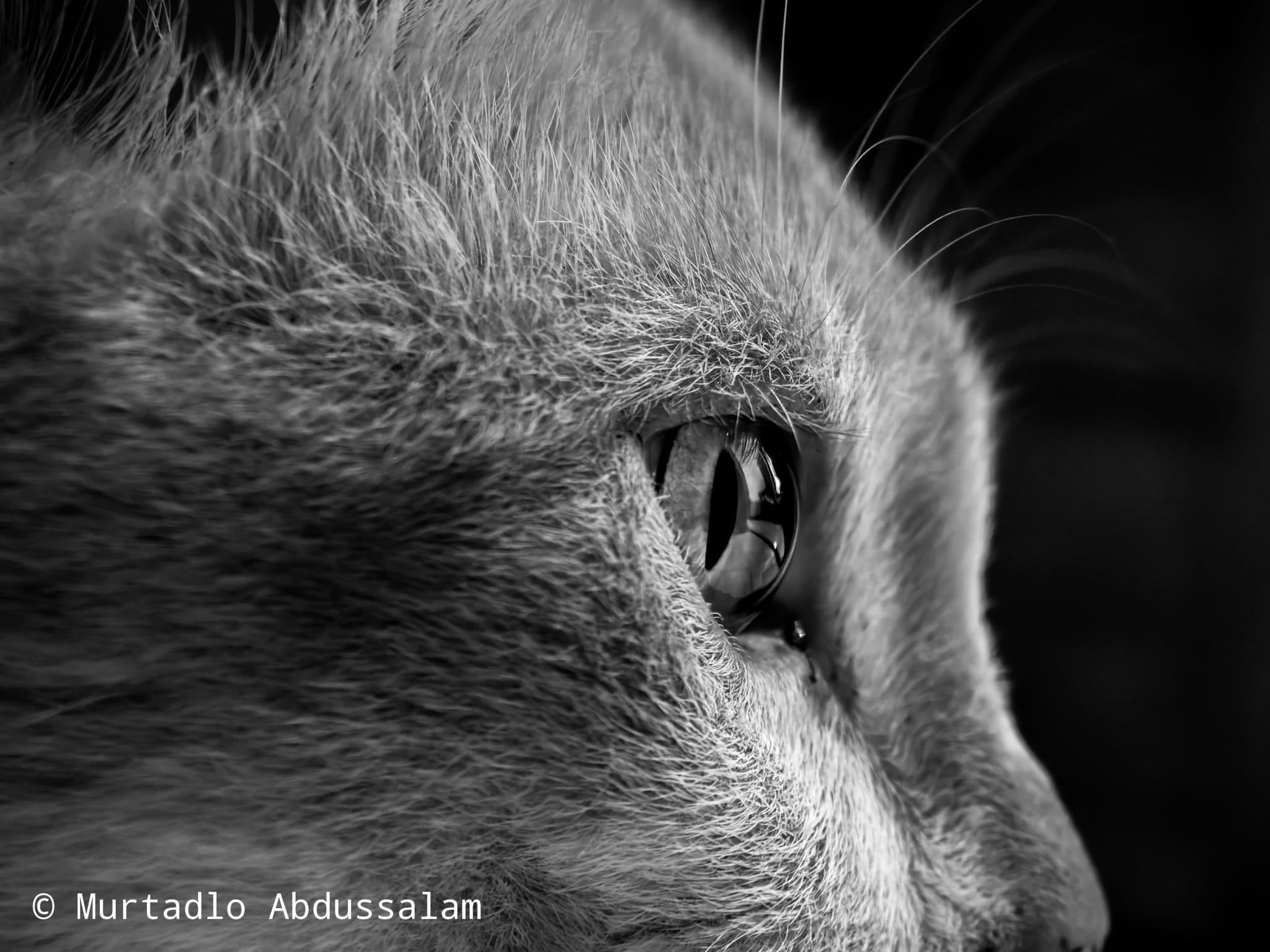 The Eye